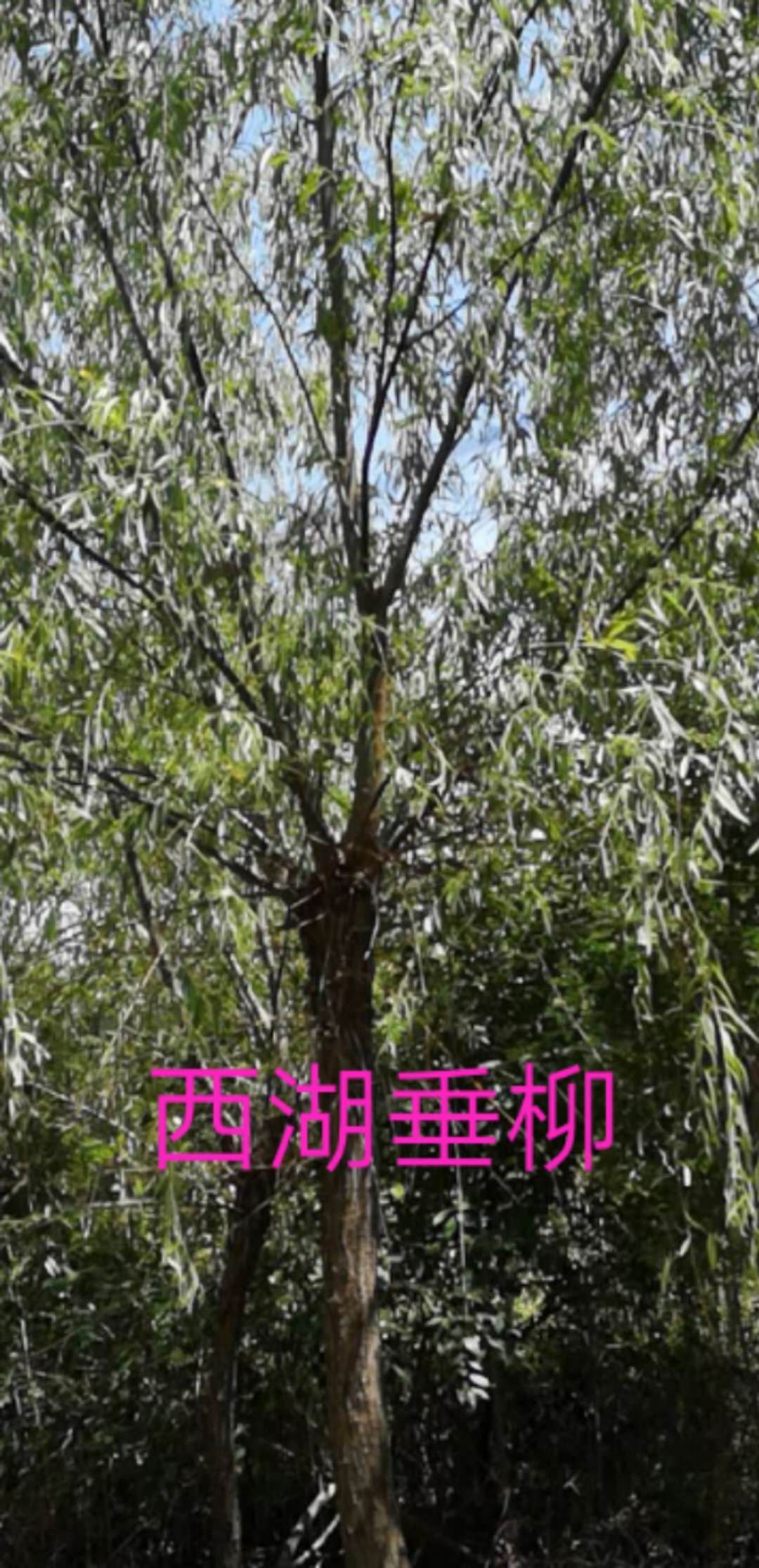 寧波余姚垂絲海棠基地，垂絲海棠供貨商，垂絲海棠批發(fā)報價