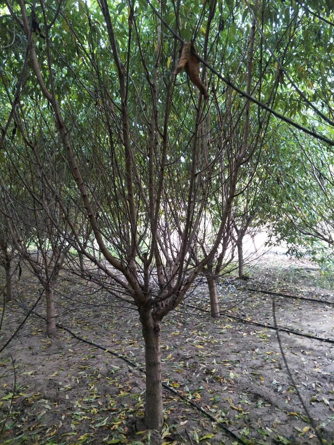 苗圃基地圖片/苗圃基地樣板圖 (4)