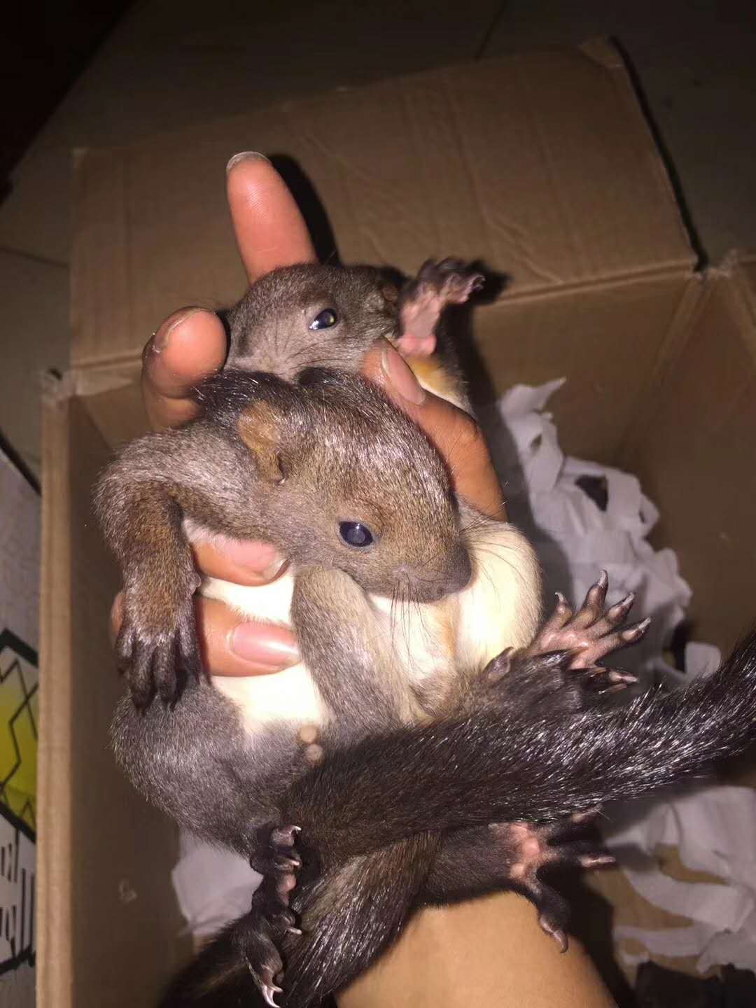 魔王松鼠圖片/魔王松鼠樣板圖 (4)