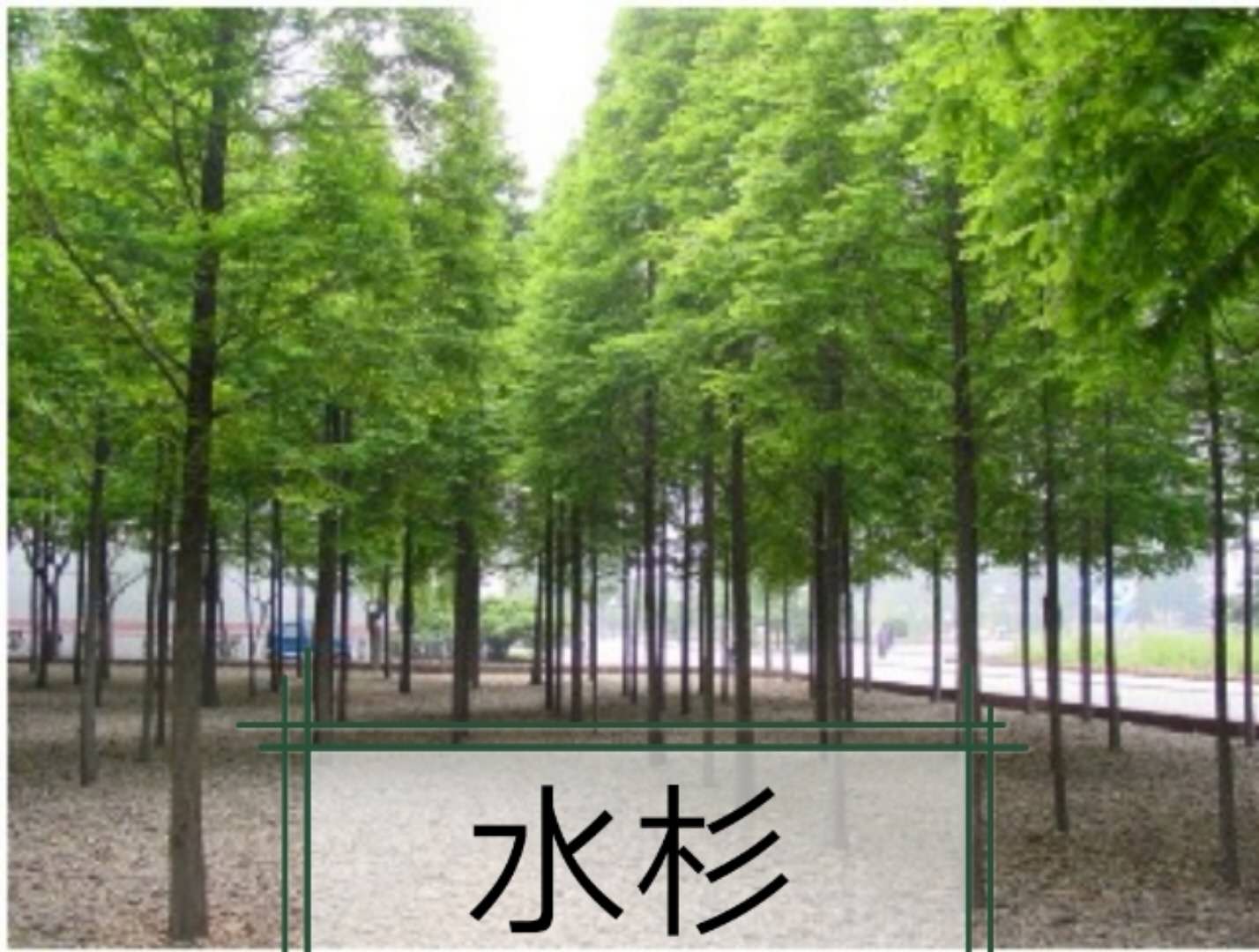 合歡圖片/合歡樣板圖 (4)