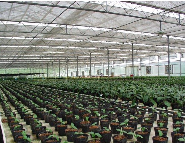 蔬菜連棟薄膜溫室 蔬菜連棟薄膜溫室廠家 蔬菜連棟薄膜溫室價格