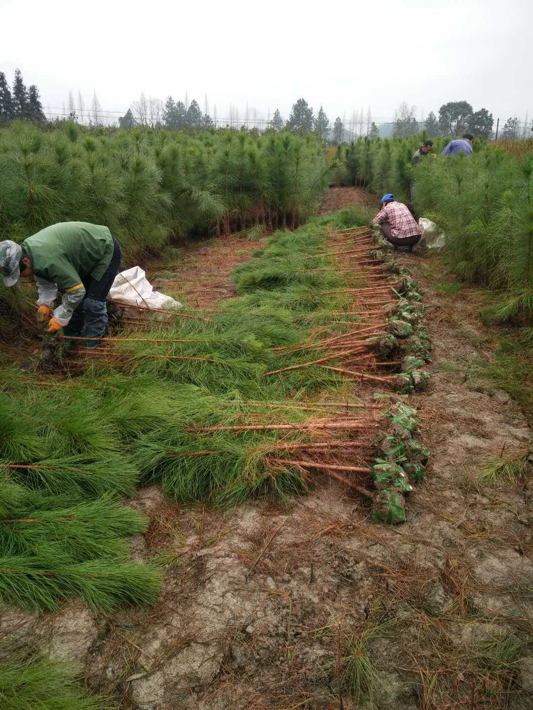 江西濕地松圖片/江西濕地松樣板圖 (4)