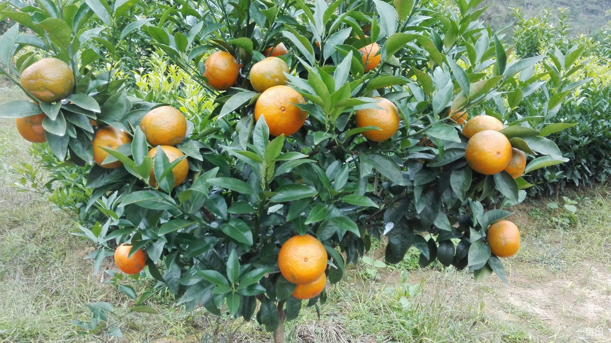 云南沃柑苗圖片/云南沃柑苗樣板圖 (4)