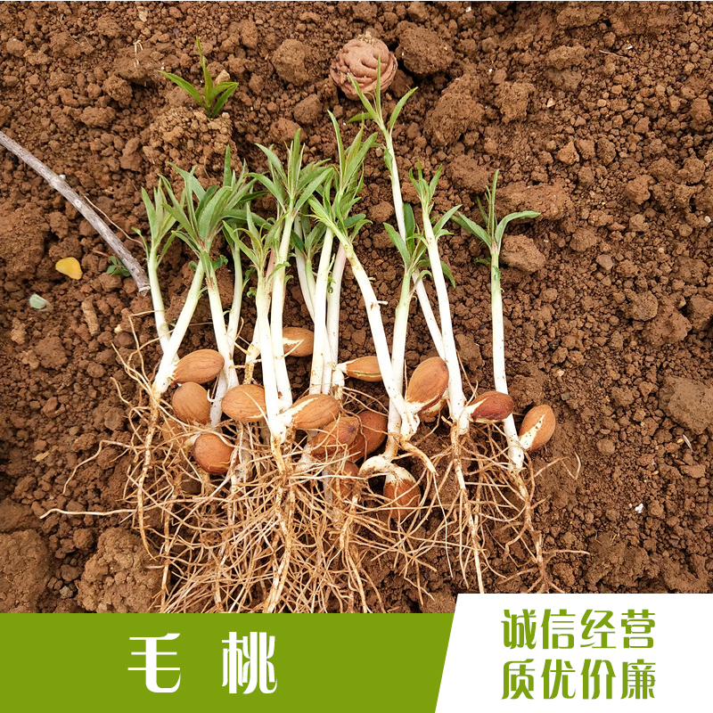 廣東毛桃芽苗 貴州毛桃芽苗價格圖片
