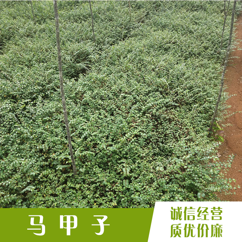 馬甲子苗圖片/馬甲子苗樣板圖 (2)