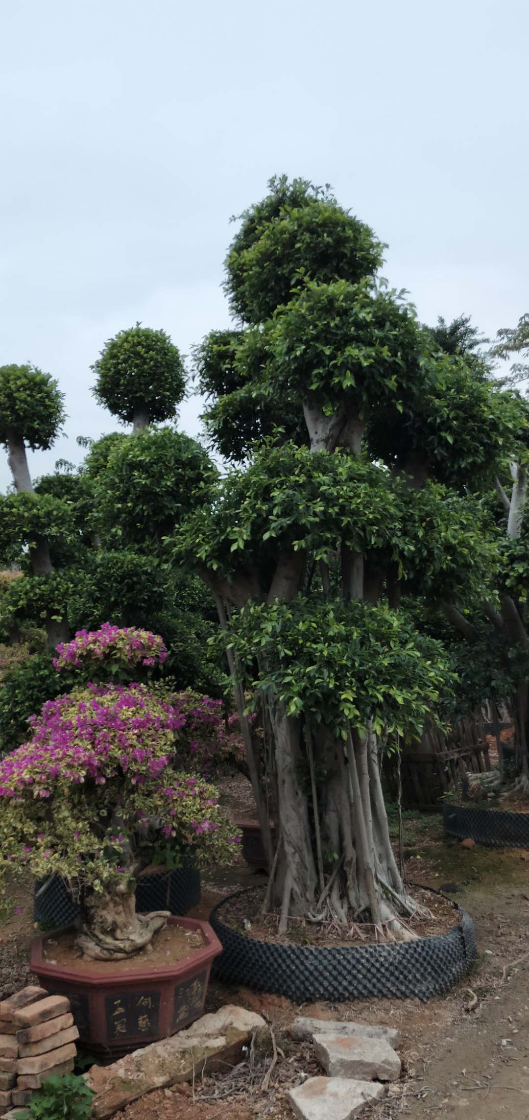 福建小叶榕 小叶榕多少钱一棵 福建小叶榕哪家好 漳州小叶榕哪家好 小叶榕供应商 小叶榕批发 小叶榕批发价格 小叶榕种植图片