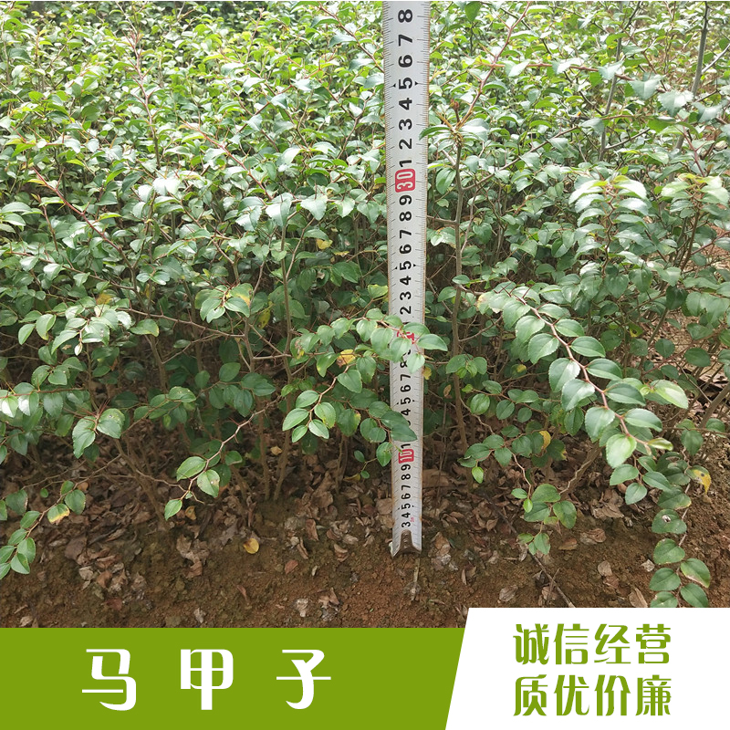 鐵籬笆苗供應(yīng)商圖片/鐵籬笆苗供應(yīng)商樣板圖 (4)