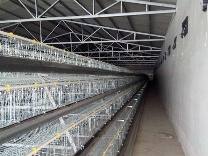 蛋雞籠圖片/蛋雞籠樣板圖 (2)