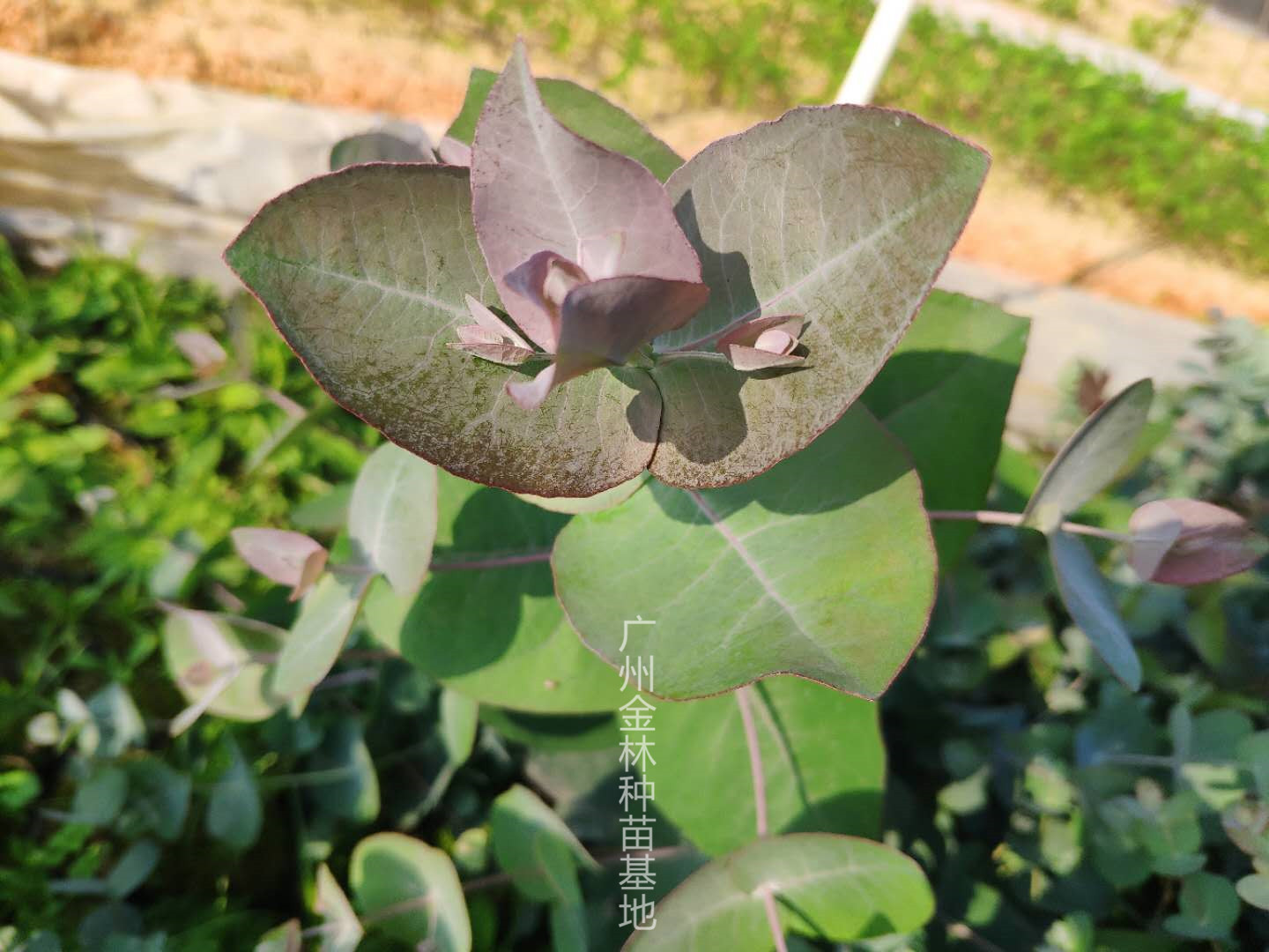 桉樹苗圖片/桉樹苗樣板圖 (3)