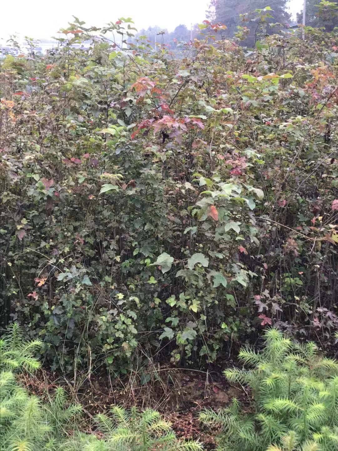 江西楓香小苗基地圖片/江西楓香小苗基地樣板圖 (3)