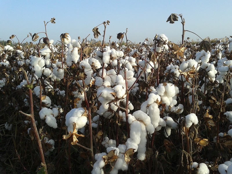 雜交圖片/雜交樣板圖 (1)