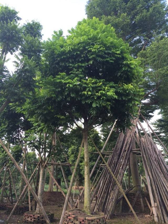 面子圖片/面子樣板圖 (4)