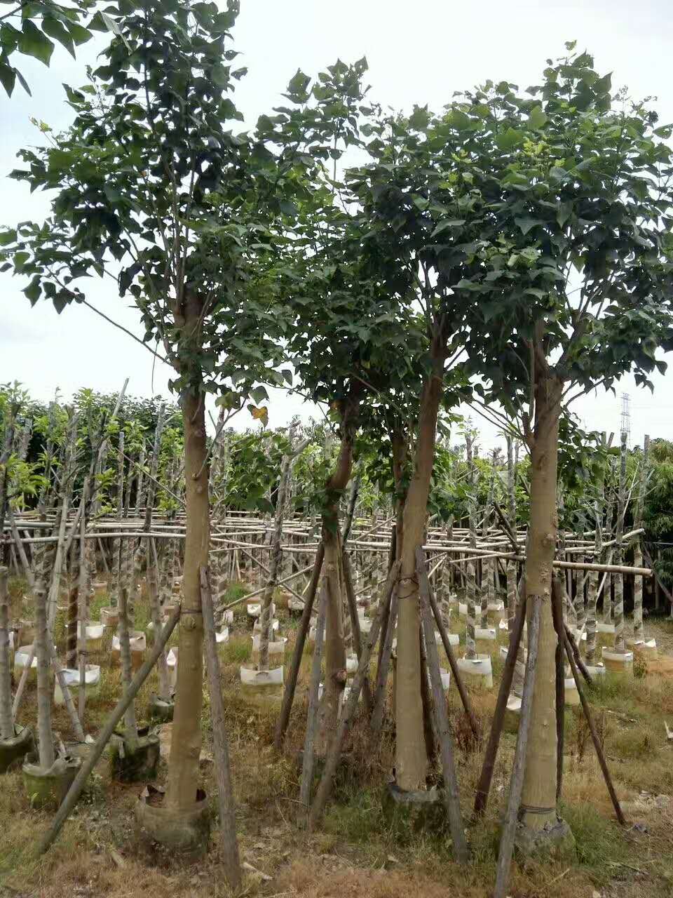 優(yōu)質(zhì)雞冠刺桐圖片/優(yōu)質(zhì)雞冠刺桐樣板圖 (4)