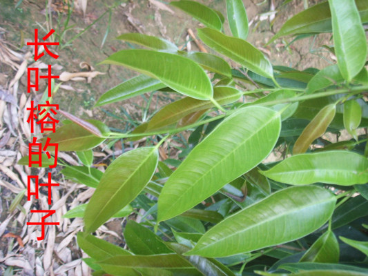 優(yōu)質(zhì)長葉榕圖片