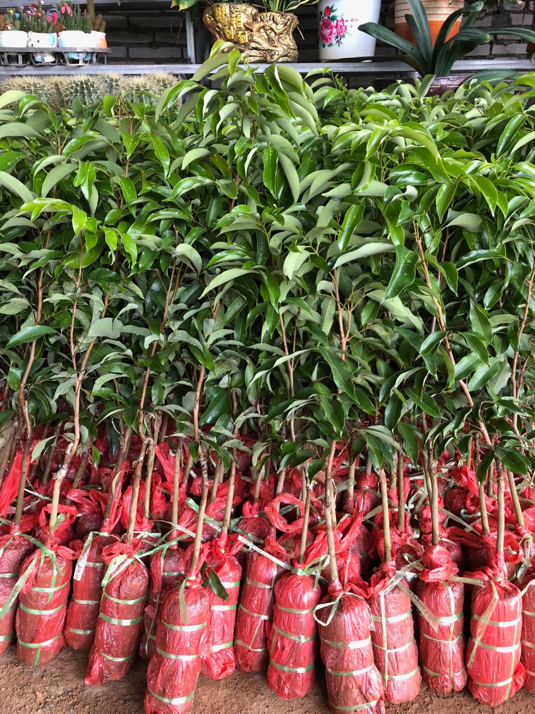 高州荔枝苗批發(fā)加工 荔枝樹苗種植基地報(bào)價(jià)圖片