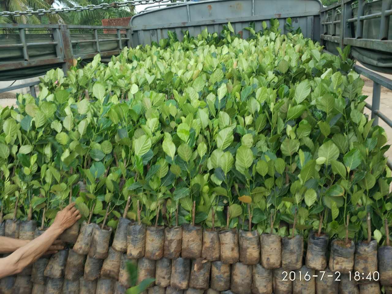 廣州菠蘿苗批發(fā)基地 出售黃菠蘿小苗價格圖片