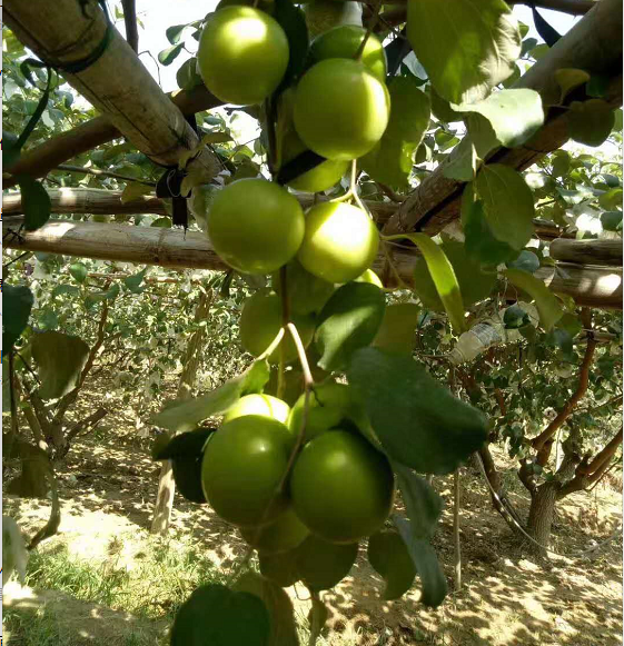 廣西青棗苗報價 廣西青棗苗批發(fā) 廣西青棗苗種植基地 廣西青棗苗 廣西青棗苗