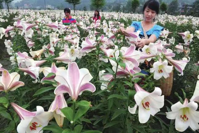 龍牙百合圖片/龍牙百合樣板圖 (4)