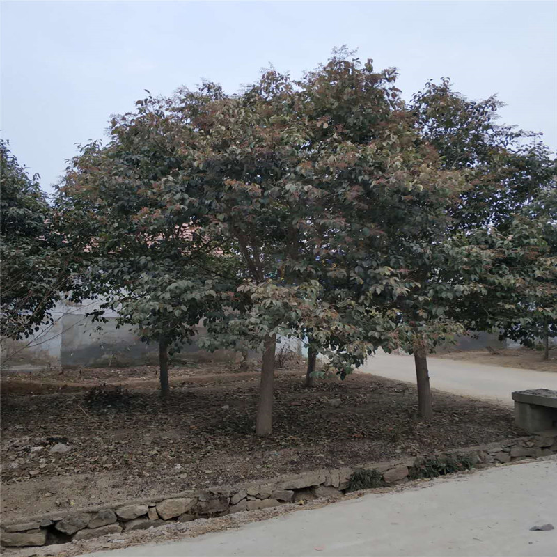 山東大葉女貞基地9公分大葉女貞報圖片/山東大葉女貞基地9公分大葉女貞報樣板圖 (4)