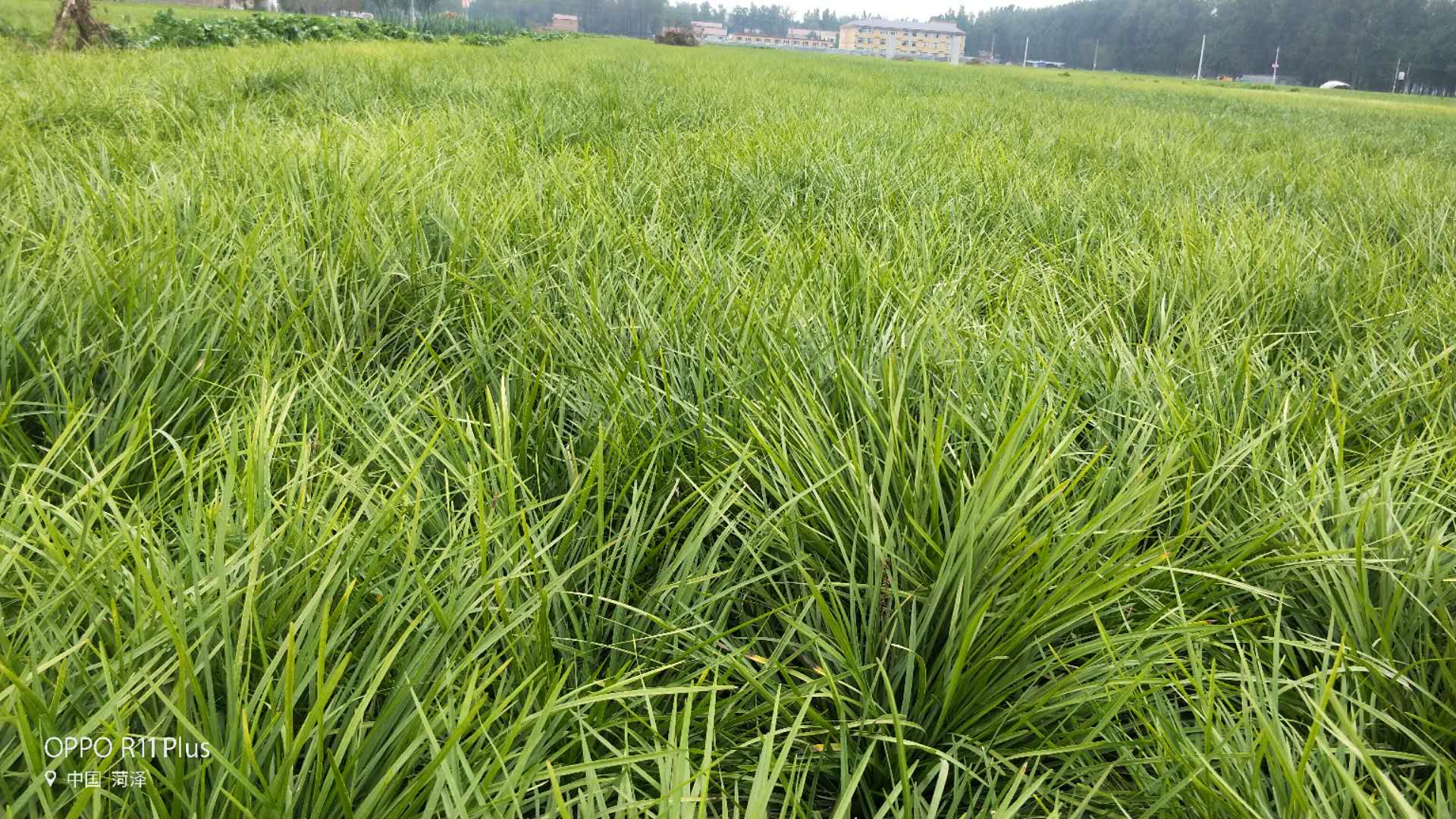 天津麦冬草苗基地供应|天津麦冬草苗报价|天津麦冬草苗多少钱|天津麦冬草苗哪里有图片