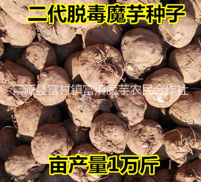 魔芋種子圖片/魔芋種子樣板圖 (4)
