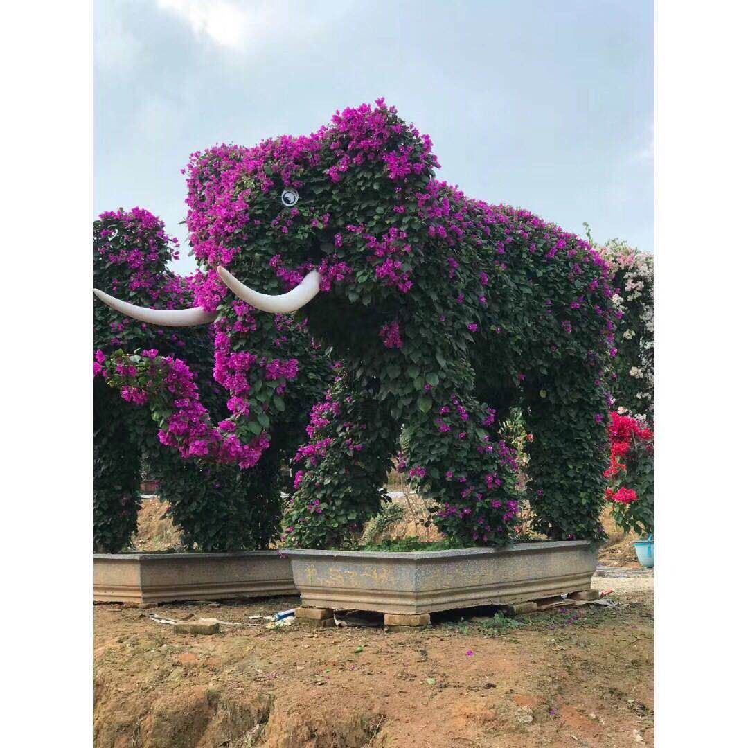 造型三角梅圖片/造型三角梅樣板圖 (4)