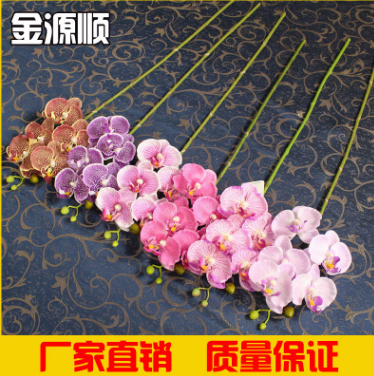 蝴蝶蘭圖片/蝴蝶蘭樣板圖 (3)