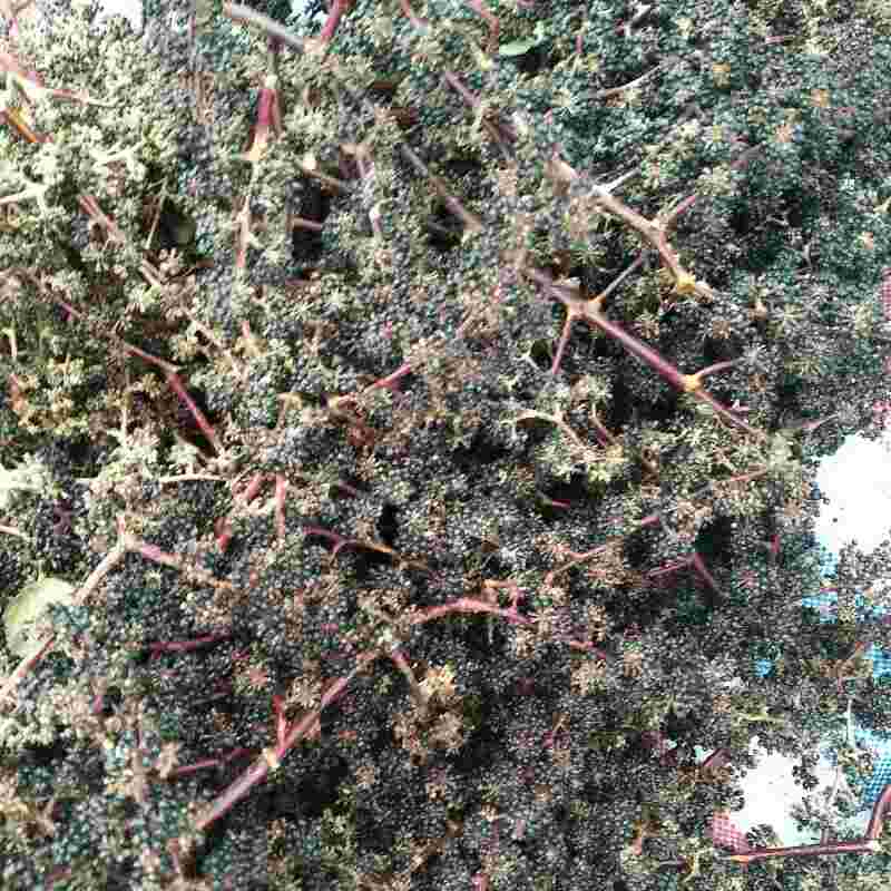 大通草圖片/大通草樣板圖 (3)