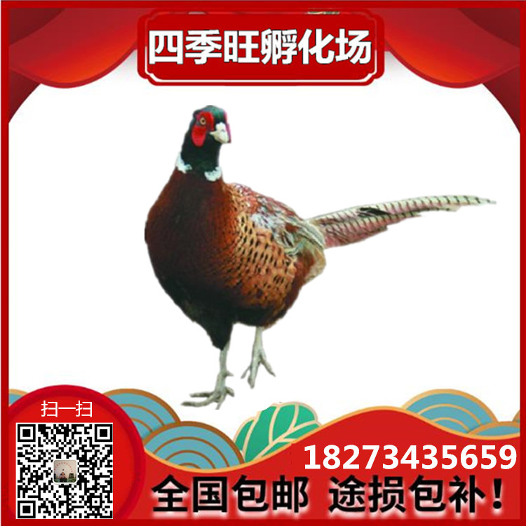 七彩山雞苗圖片/七彩山雞苗樣板圖 (2)