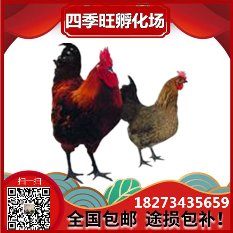 麻雞土雞苗||青腳土雞雞苗||黑腳土雞雞苗||草雞土雞苗||散養(yǎng)土雞雞苗||湖南孵化場