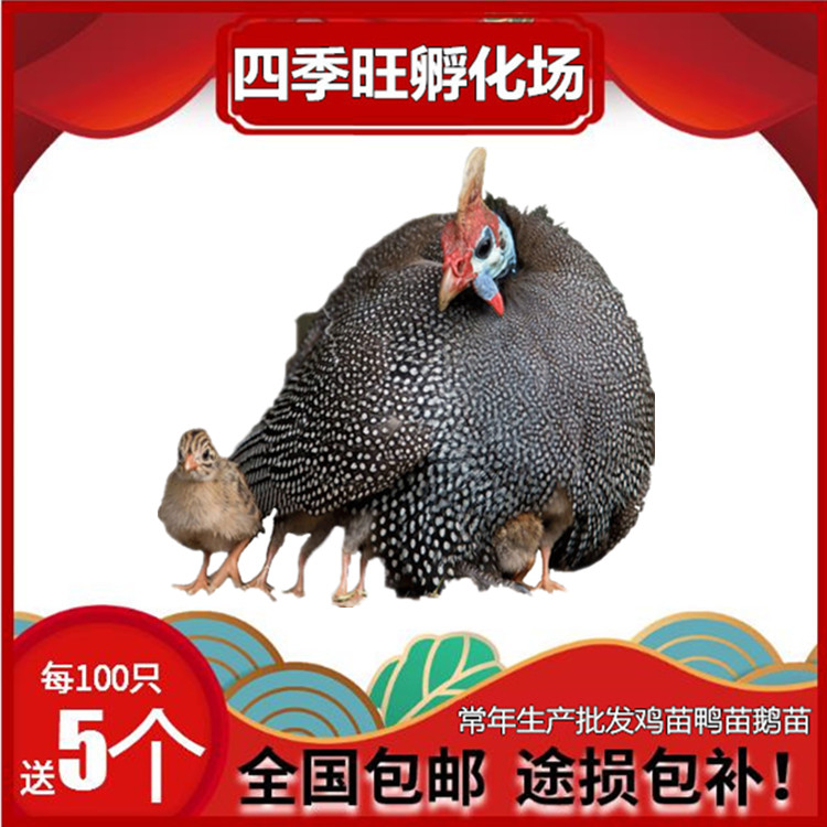 雞雞苗圖片/雞雞苗樣板圖 (1)