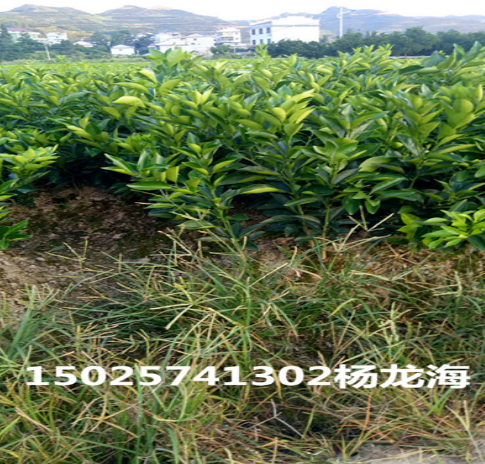 臍橙苗圖片/臍橙苗樣板圖 (1)