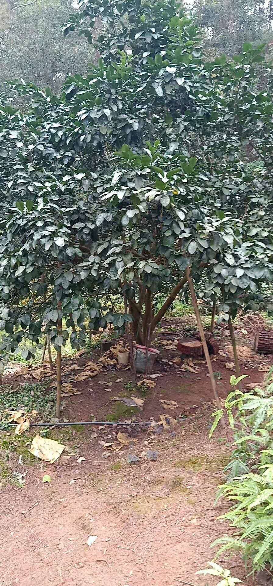 柚子樹(shù)二至四十公分圖片/柚子樹(shù)二至四十公分樣板圖 (3)