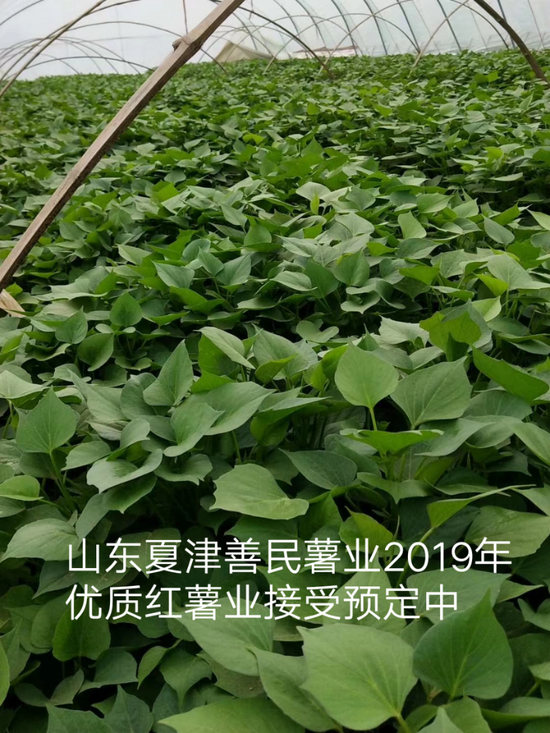 脫毒紅薯苗圖片