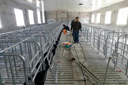 源高養(yǎng)豬設備母豬限位欄保育欄圖片