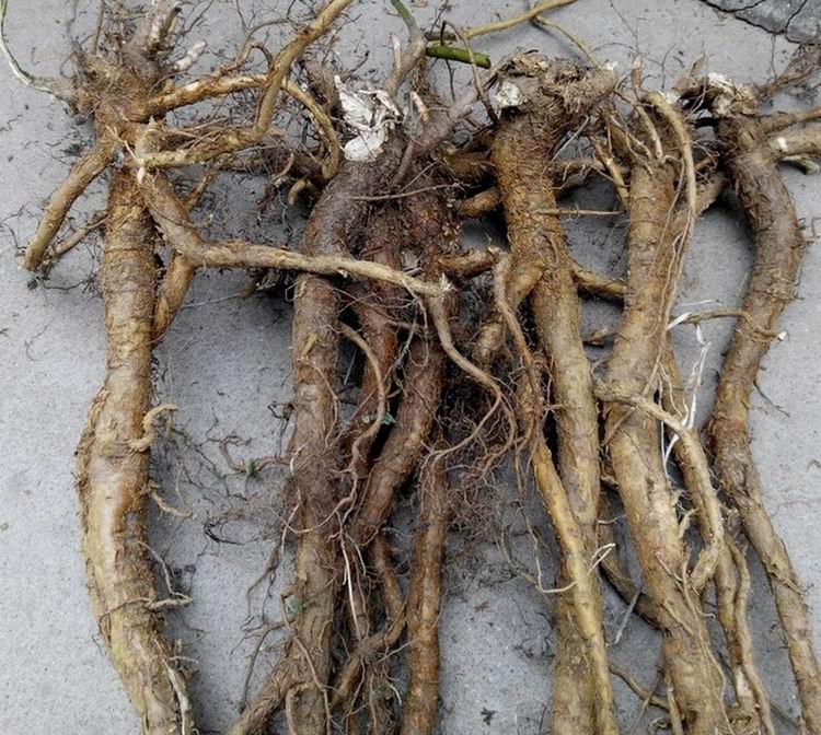 黨參種子圖片/黨參種子樣板圖 (2)