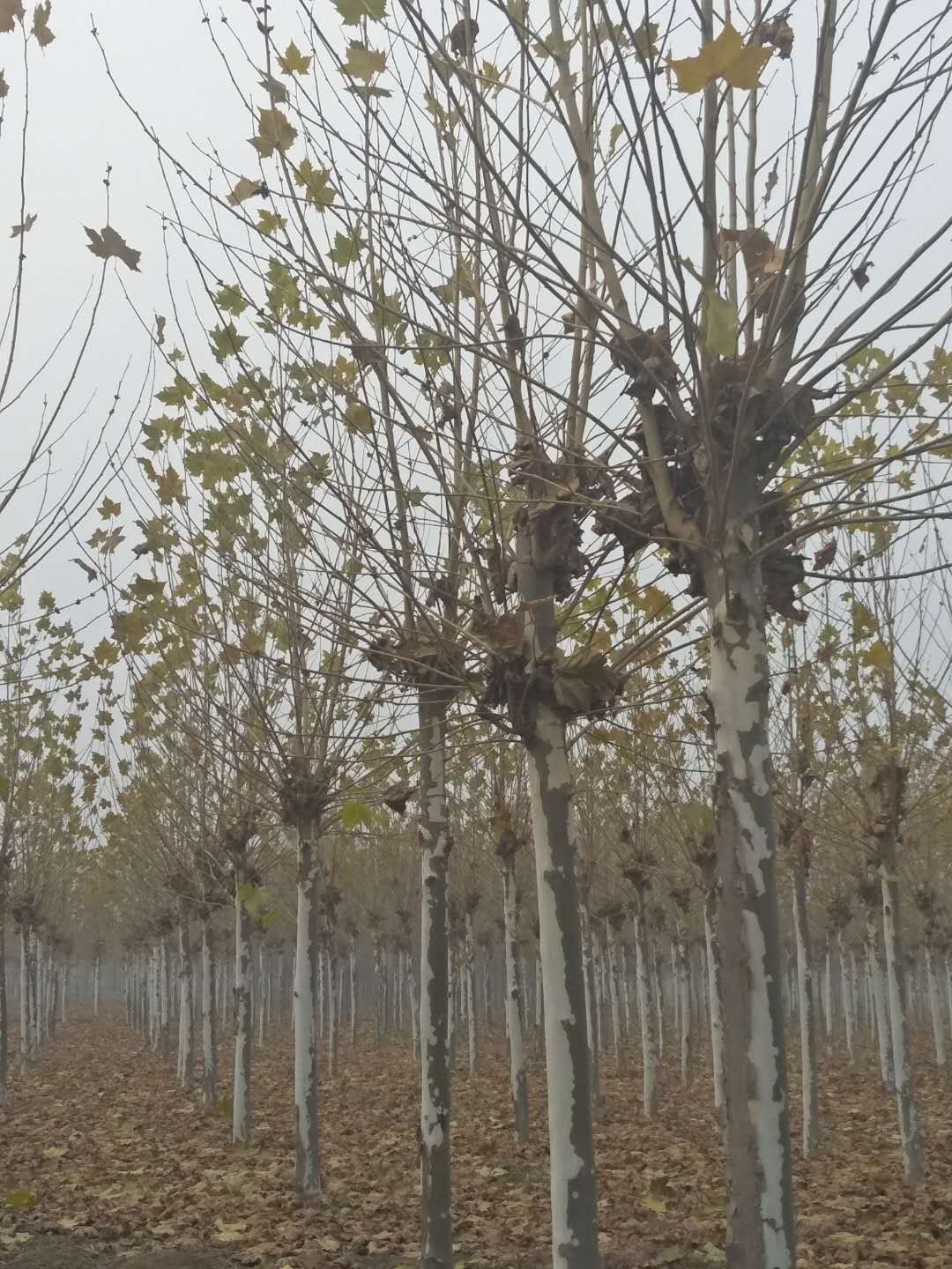 法桐-山東法桐-山東法桐基地/廠家價(jià)格報(bào)價(jià)供應(yīng)商 法桐