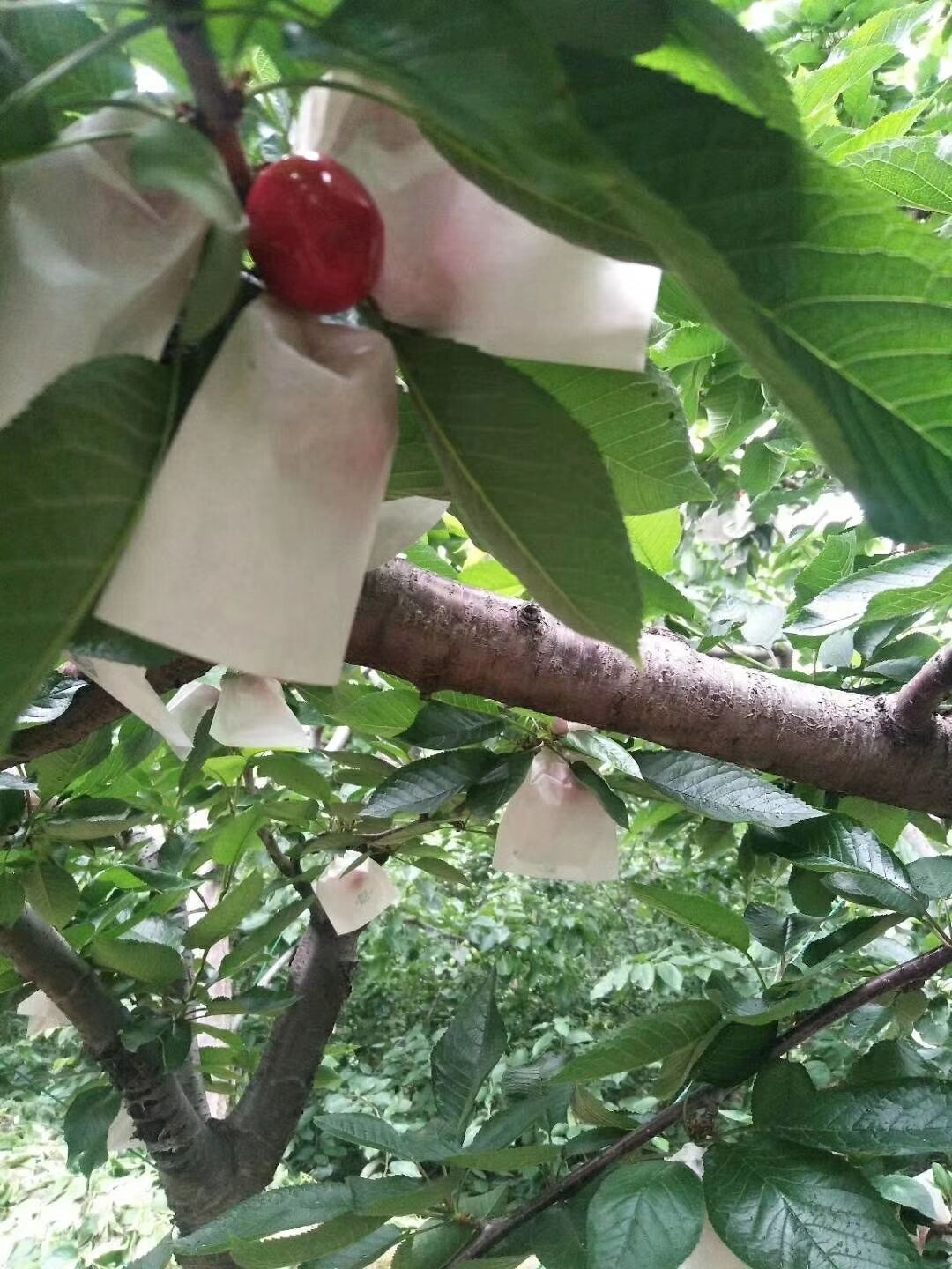 四川圖片/四川樣板圖 (2)