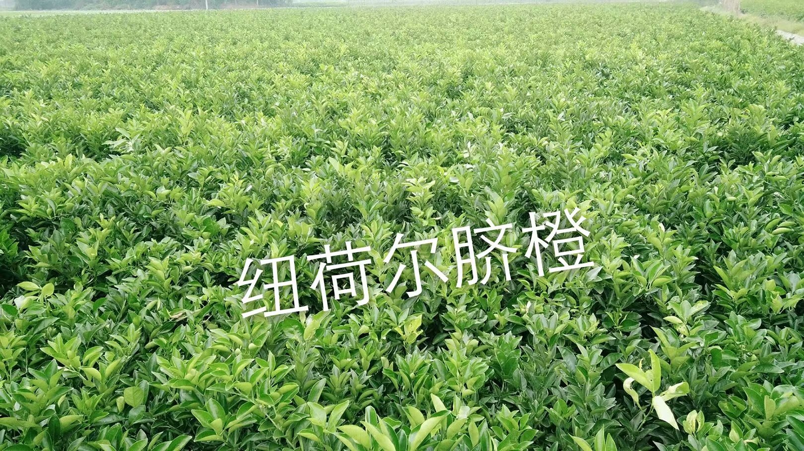 紐荷臍橙苗圖片/紐荷臍橙苗樣板圖 (2)