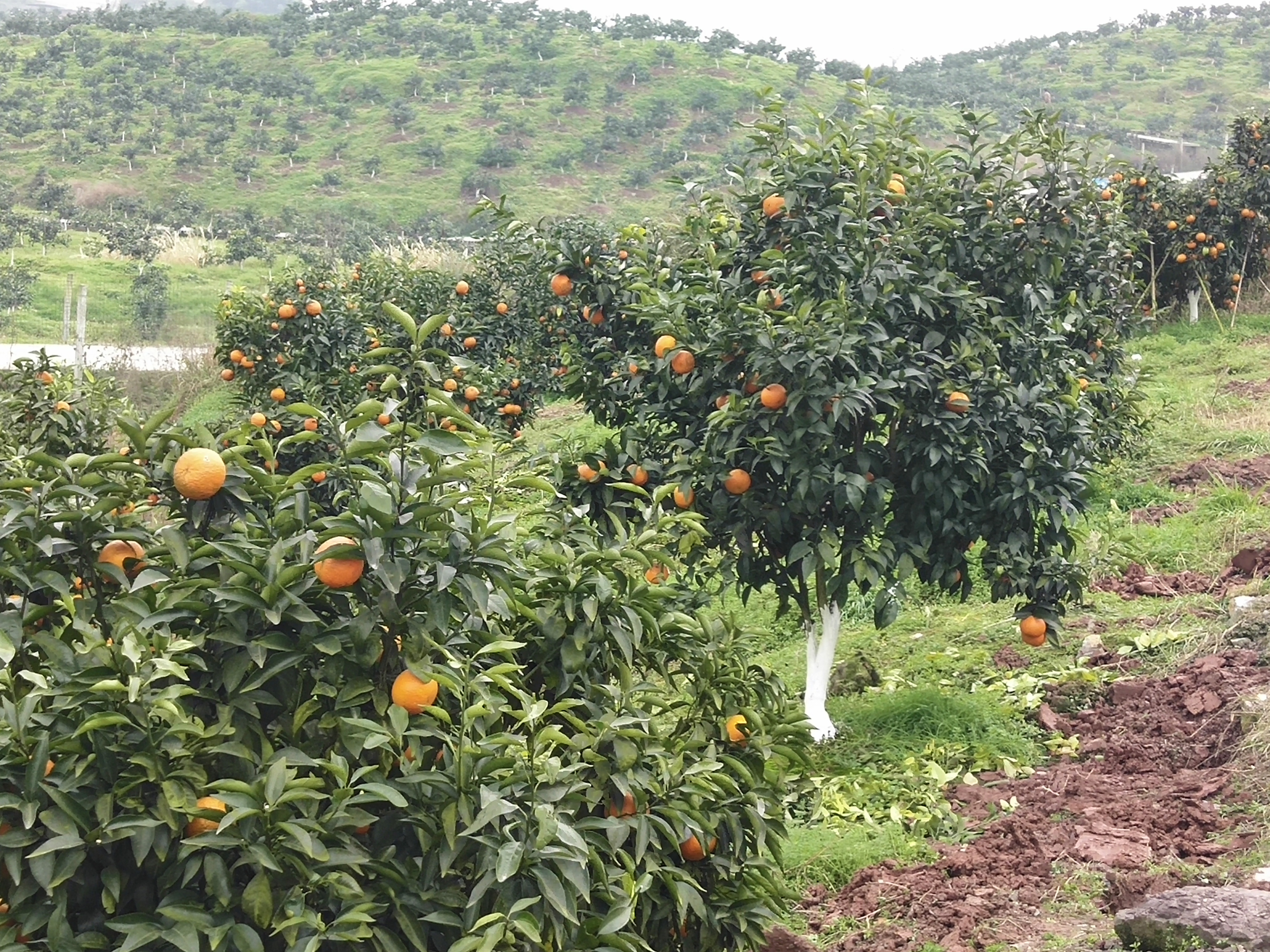 晚熟8號血橙圖片/晚熟8號血橙樣板圖 (3)