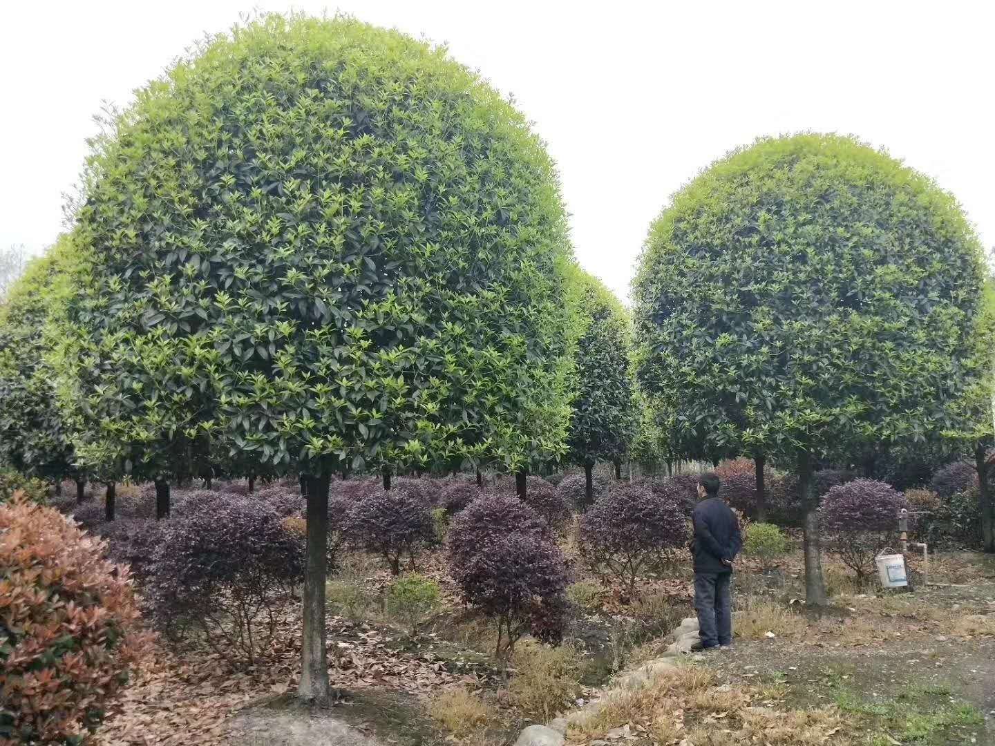 四川精品桂花基地精品桂花-四川精品桂花基地-四川成都精品桂花/厂家价格报价供应商