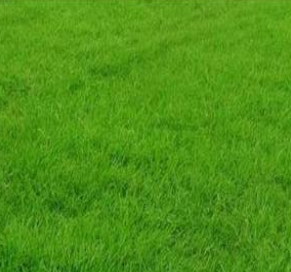 草皮圖片/草皮樣板圖 (2)