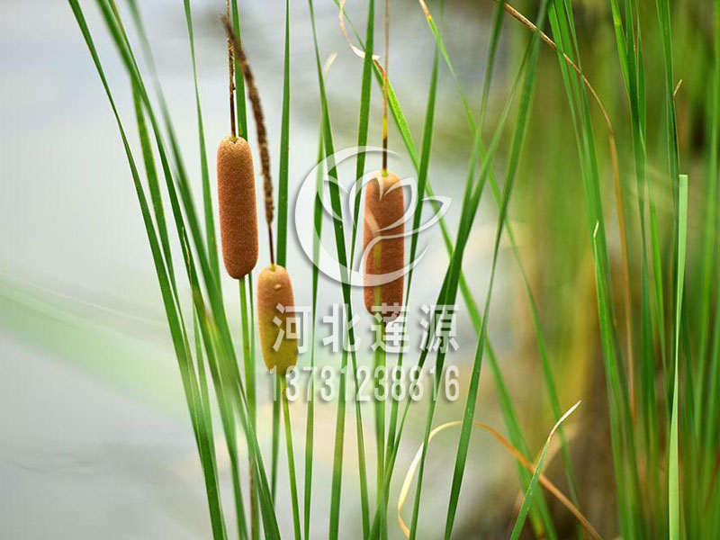 供應(yīng)香蒲 香蒲苗，天津香蒲苗，白洋淀香蒲