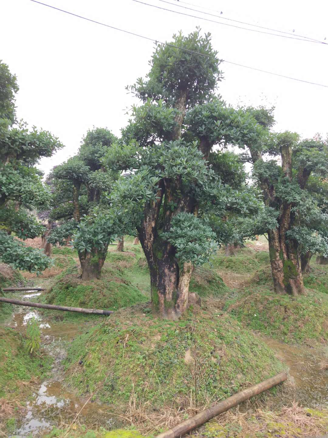 欏木石楠圖片/欏木石楠樣板圖 (1)