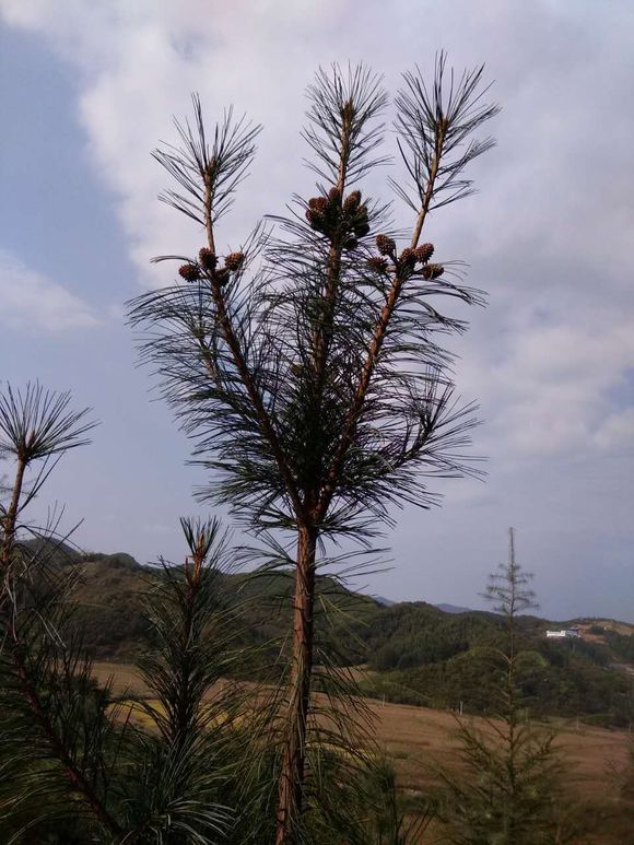黑龍江圖片/黑龍江樣板圖 (1)