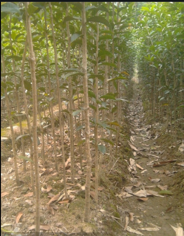 桂花苗木八月桂苗圖片/桂花苗木八月桂苗樣板圖 (2)