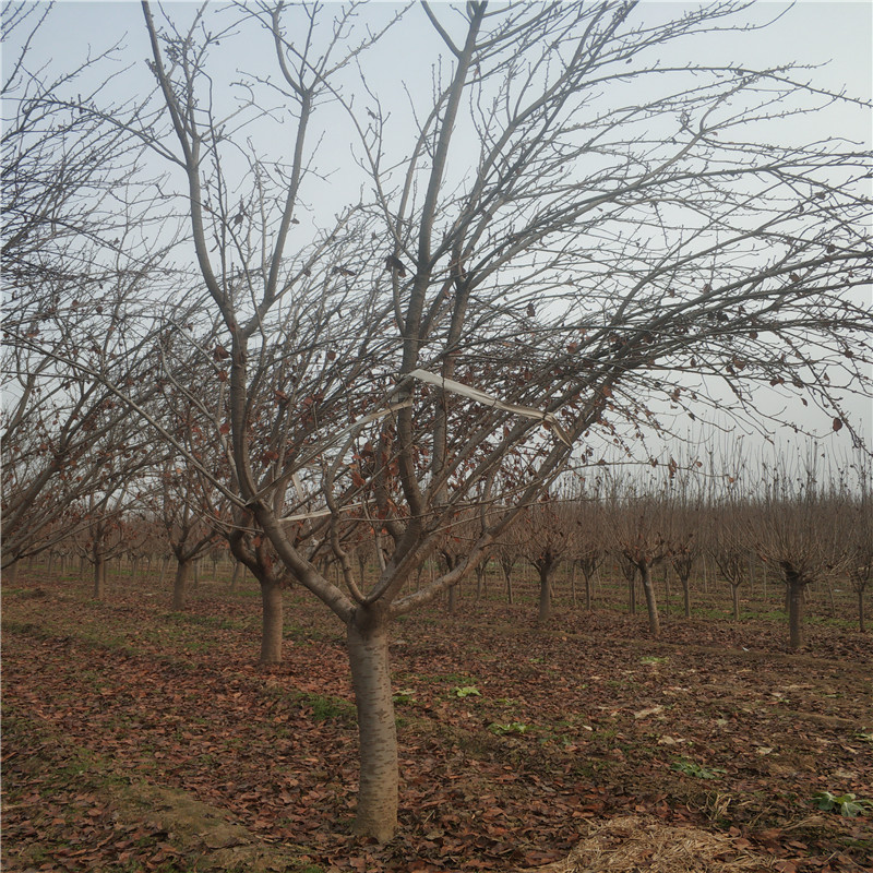 櫻花樹(shù)圖片/櫻花樹(shù)樣板圖 (4)