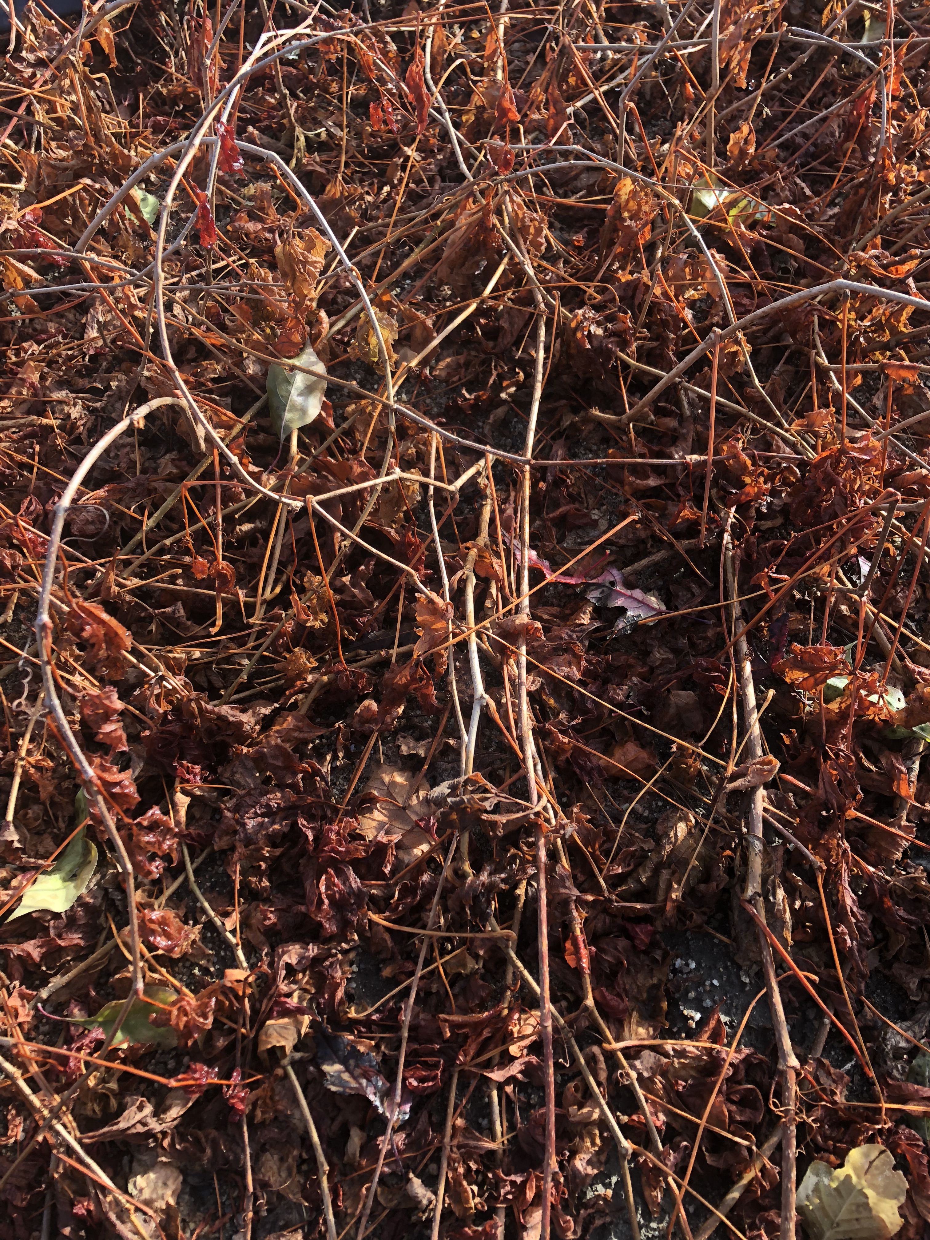 地錦圖片/地錦樣板圖 (3)