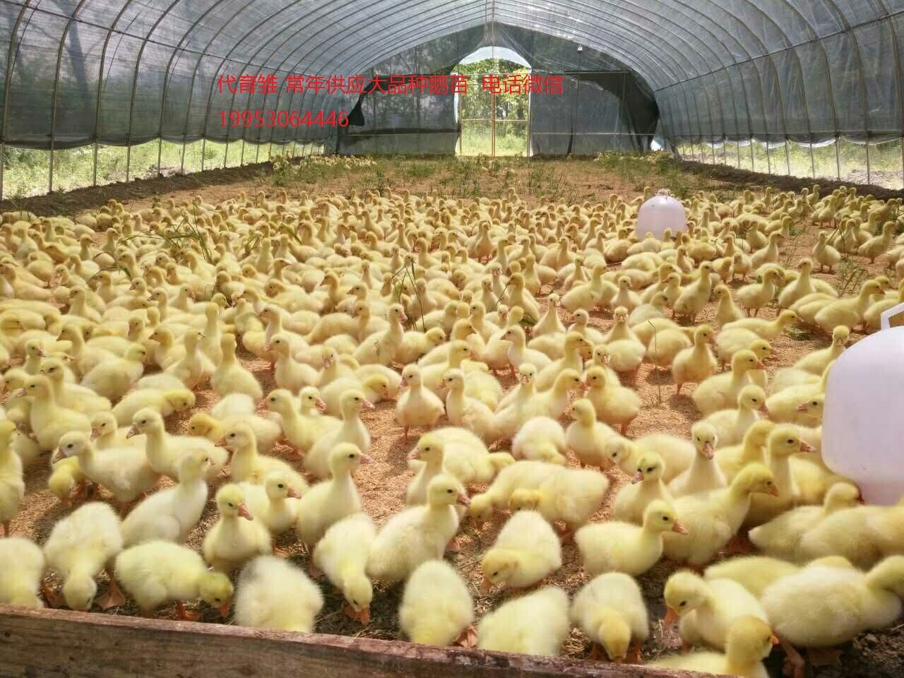 大三花鵝苗 鵝苗孵化 大種鵝苗圖片