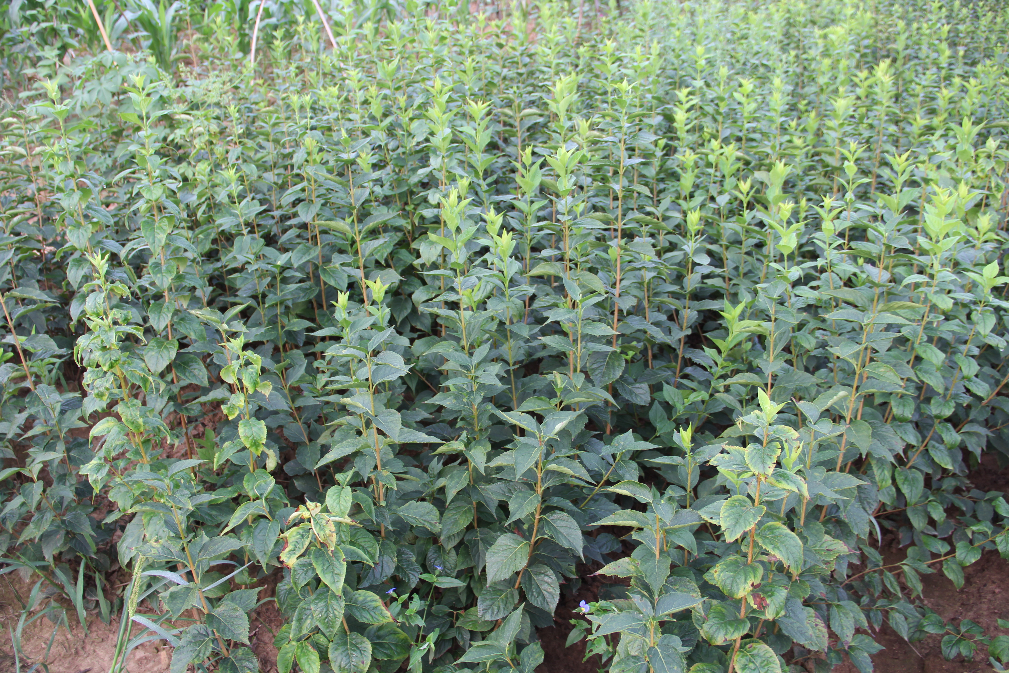 東北連翹 東北連翹采購報價  東北連翹生產(chǎn)廠家